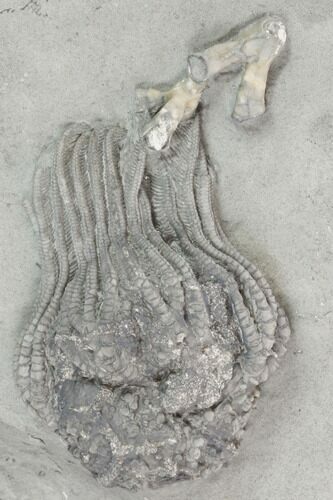 Crinoid (Platycrinites) With Coral - Crawfordsville, Indiana #125925